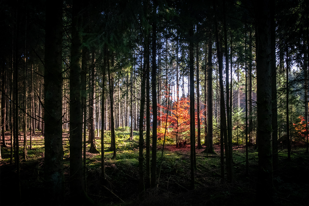 Der magische Wald